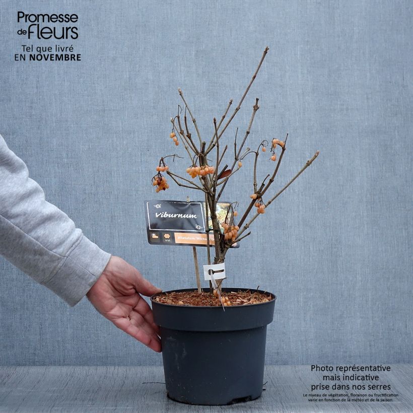 Example of Breitdoldiger Schneebal Michael Dodge - Viburnum dilatatum Topf mit 4L/5L as you get in automne