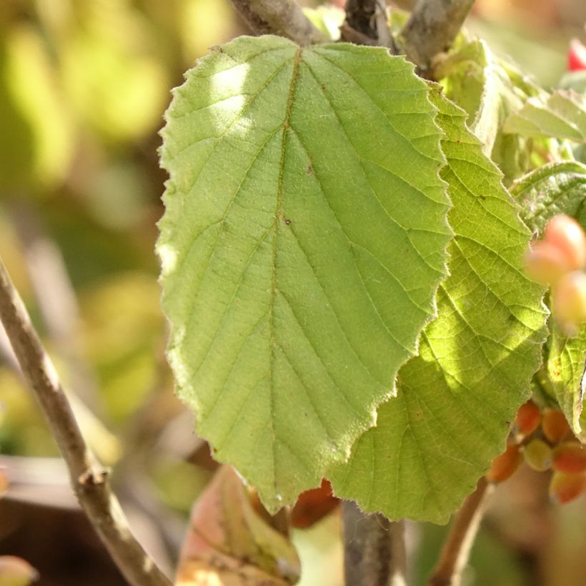 Breitdoldiger Schneebal Michael Dodge - Viburnum dilatatum (Foliage)