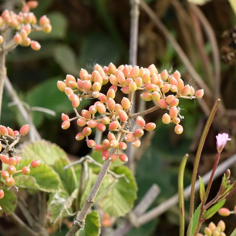 Breitdoldiger Schneebal Michael Dodge - Viburnum dilatatum (Harvest)