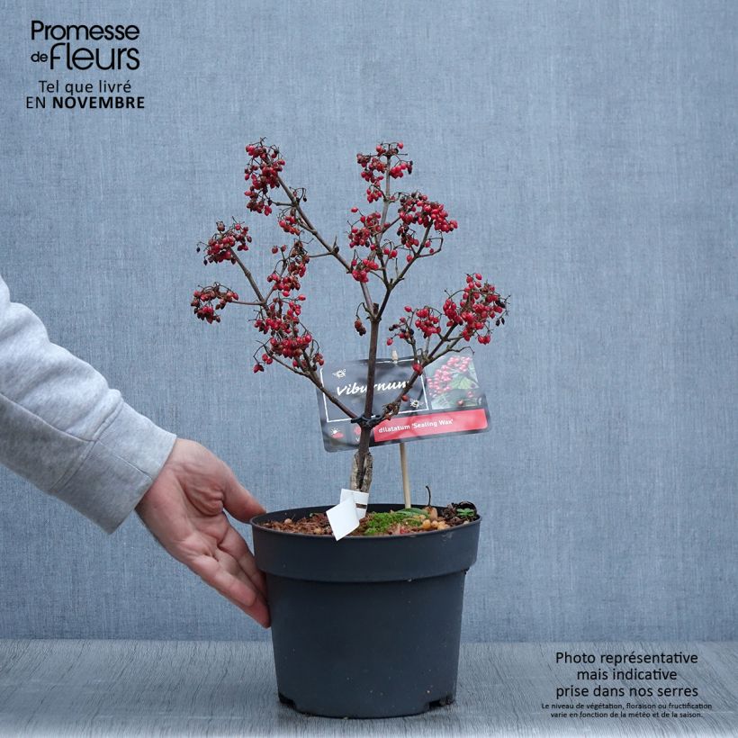 Example of Breitdoldiger Schneebal Sealing Wax - Viburnum dilatatum Topf mit 4L/5L as you get in automne