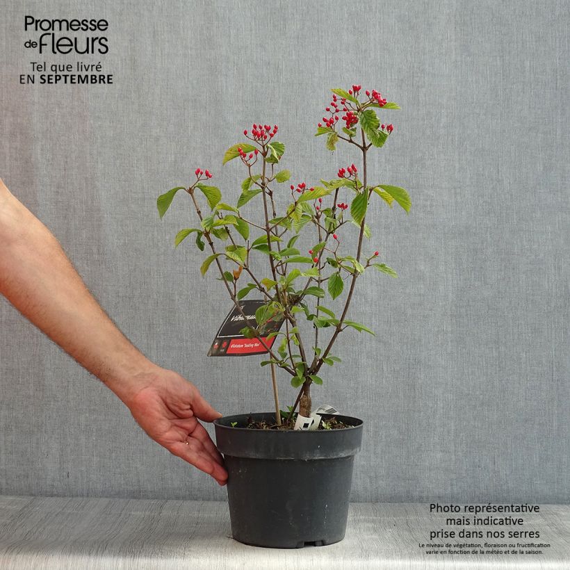 Exemplar von Breitdoldiger Schneebal Sealing Wax - Viburnum dilatatum Topf mit 4L/5L wie im Sommer geliefert