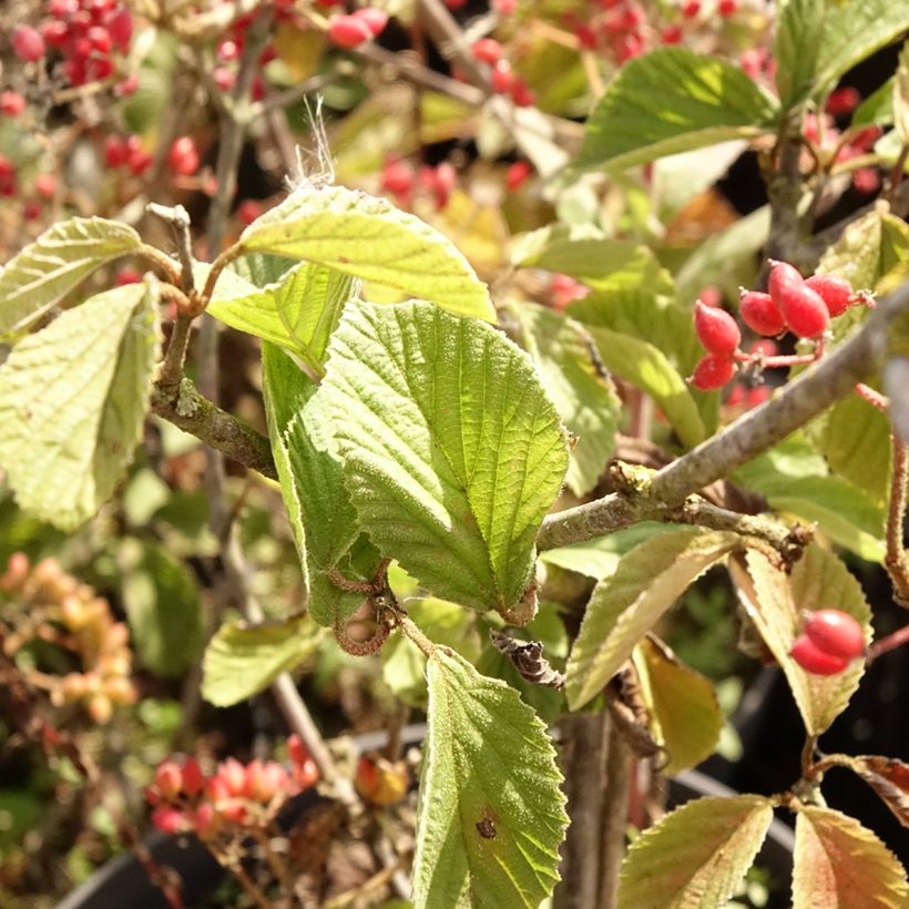 Breitdoldiger Schneebal Sealing Wax - Viburnum dilatatum (Foliage)