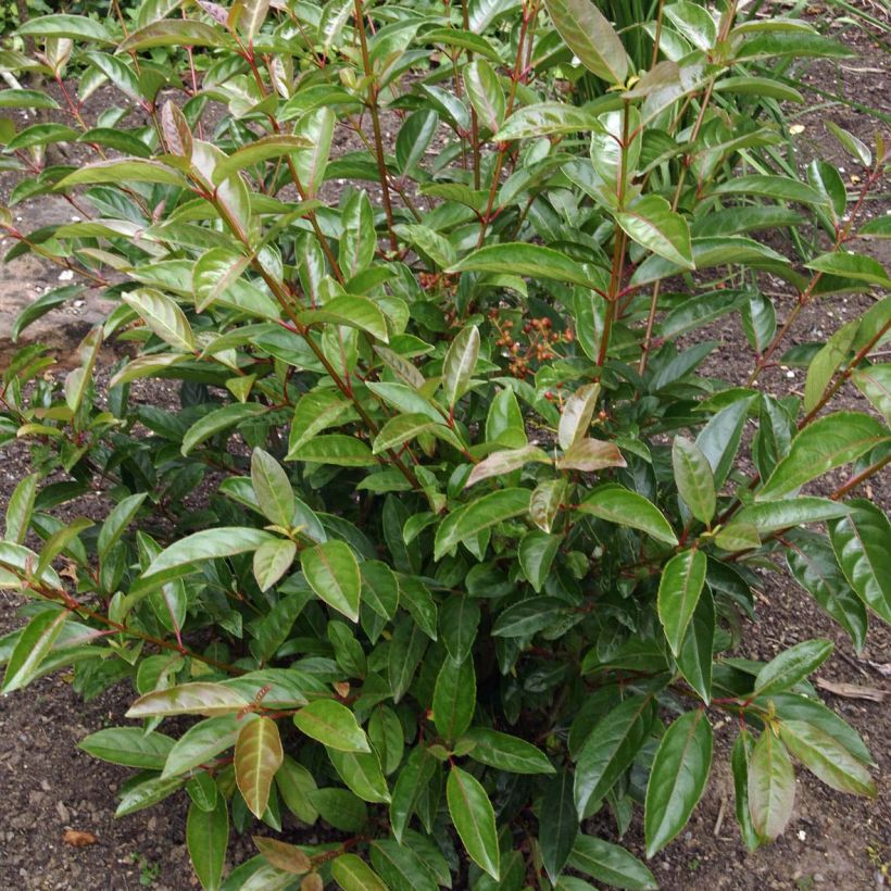 Schneeball Le Bois Marquis - Viburnum (Foliage)