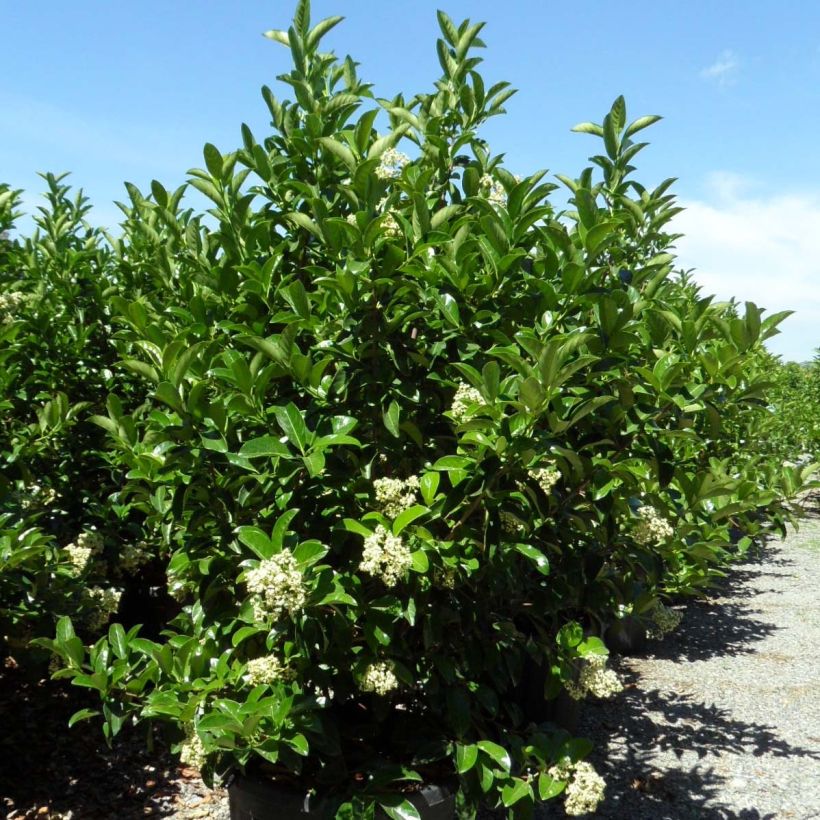 Glänzender Schneeball - Viburnum lucidum (Plant habit)