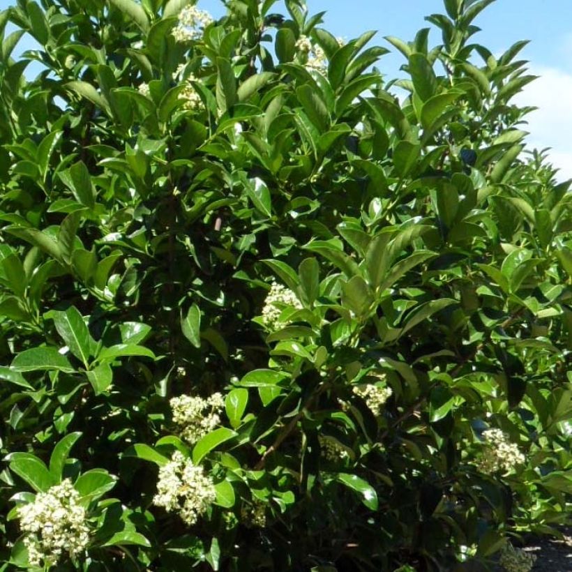 Glänzender Schneeball - Viburnum lucidum (Foliage)