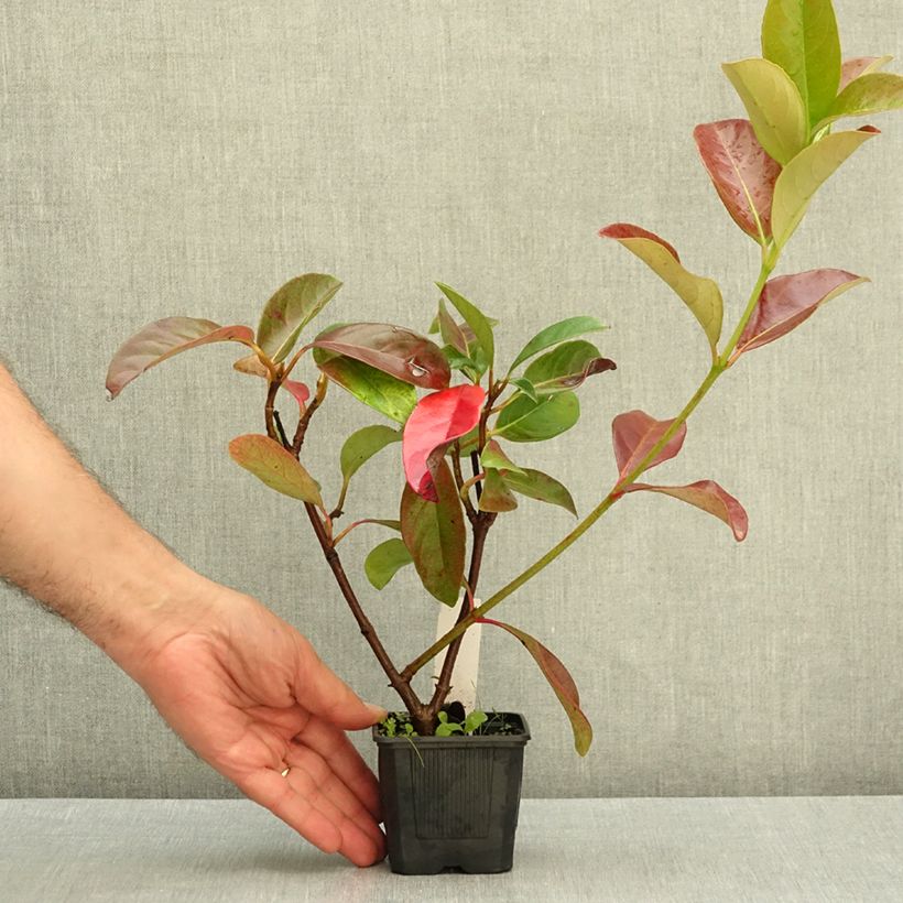 Exemplar von Glänzender Schneeball - Viburnum lucidum Kleine Töpfe von 8/9 cm wie im Herbst geliefert
