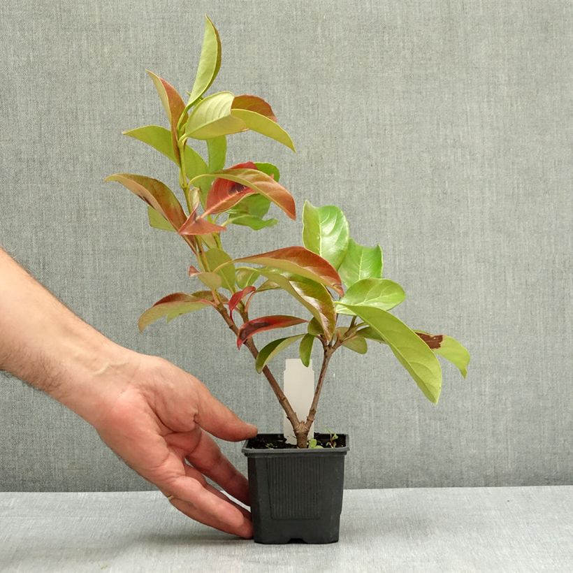 Exemplar von Glänzender Schneeball - Viburnum lucidum Kleine Töpfe von 8/9 cm wie im Sommer geliefert