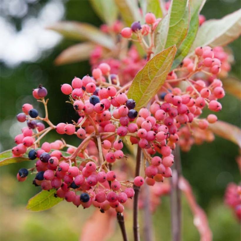 Schneeball Pink Beauty - Viburnum nudum (Flowering)