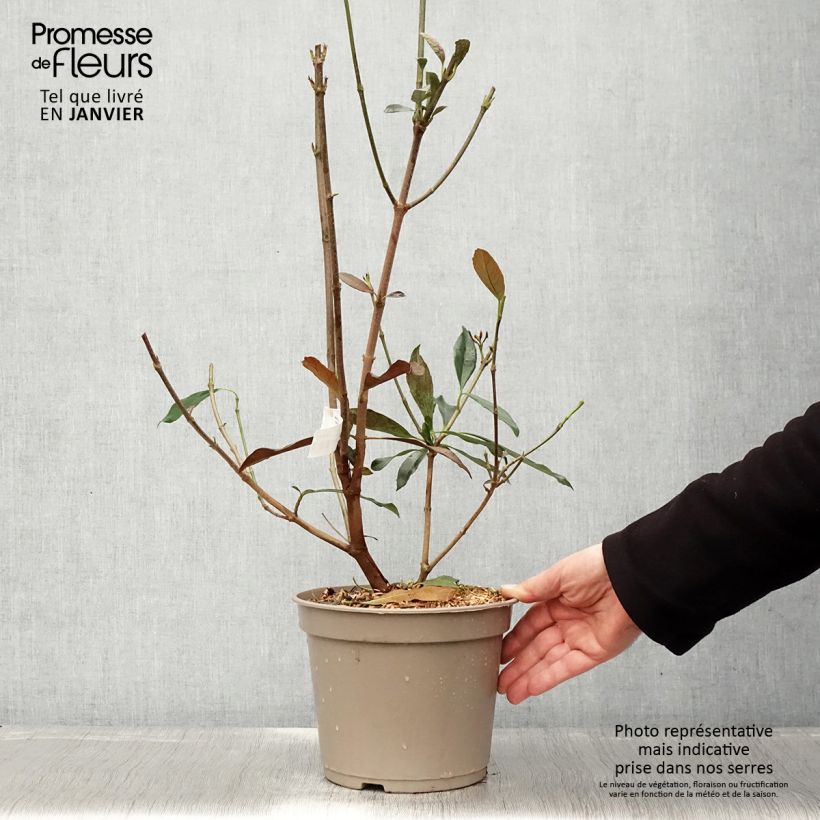 Exemplar von Duftender Schneeball Coppertop - Viburnum odoratissimum Topf mit 3L/4L wie im Winter geliefert