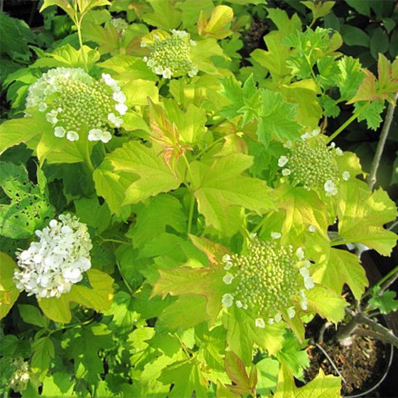 Gewöhnlicher Schneeball Park Harvest - Viburnum opulus (Flowering)
