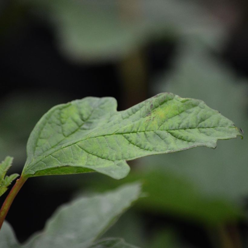 Gewöhnlicher Schneeball Roseum - Viburnum opulus (Foliage)