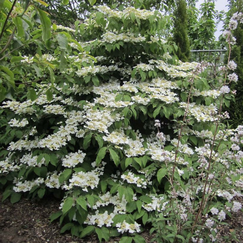 Japanischer Schneeball Lanarth - Viburnum plicatum (Plant habit)