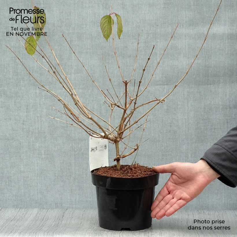 Example of Japanischer Schneeball Mariesii - Viburnum plicatum Topf mit 3L/4L as you get in automne