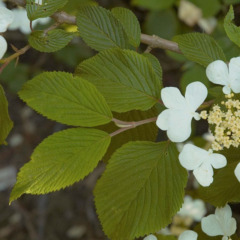 Japanischer Schneeball Mariesii - Viburnum plicatum (Foliage)