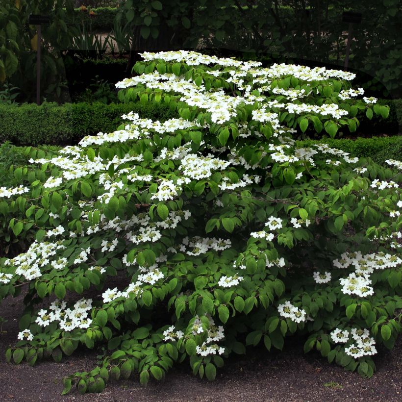 Japanischer Schneeball Mariesii - Viburnum plicatum (Plant habit)