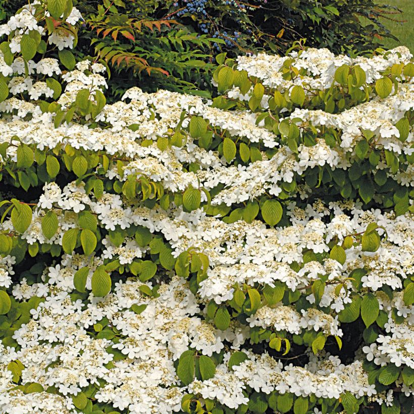 Japanischer Schneeball Mariesii Great Star - Viburnum plicatum (Plant habit)