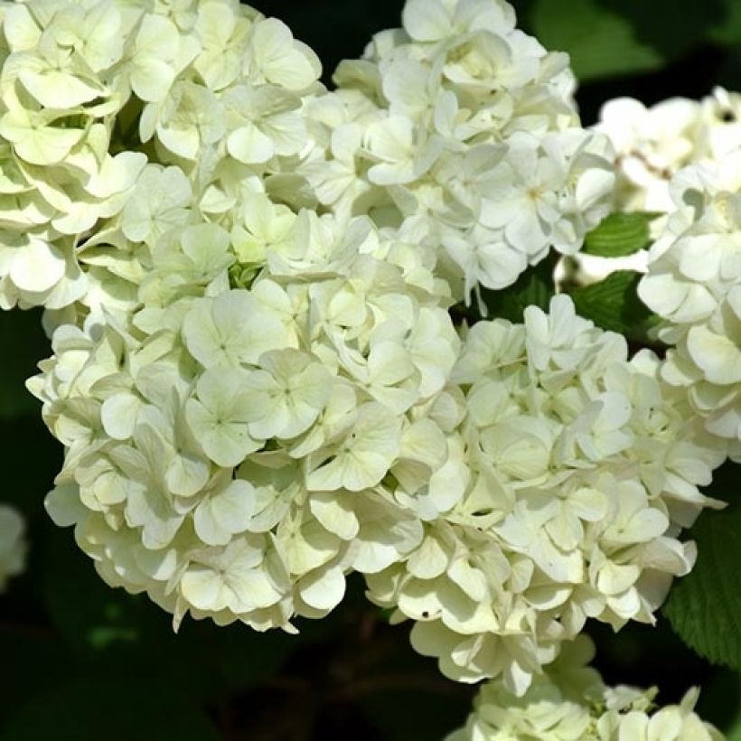 Japanischer Schneeball Opening Day - Viburnum plicatum (Flowering)