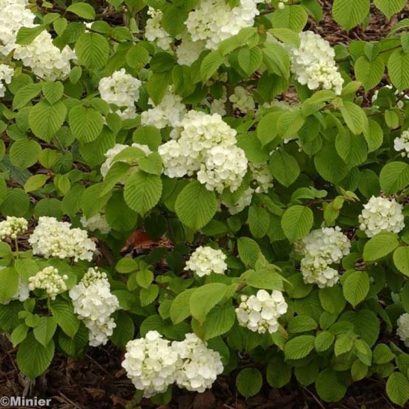 Japanischer Schneeball Popcorn - Viburnum plicatum (Flowering)