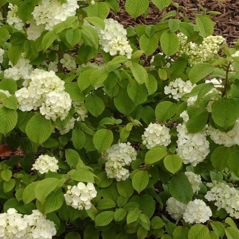 Japanischer Schneeball Popcorn - Viburnum plicatum (Foliage)