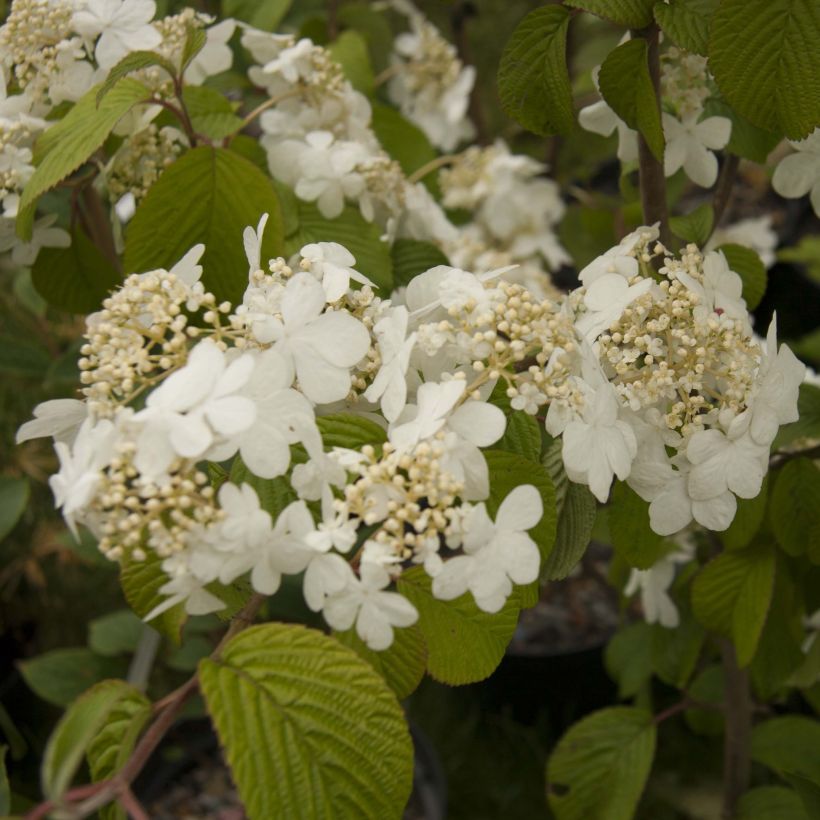 Japanischer Schneeball Shasta - Viburnum plicatum mariesii (Flowering)