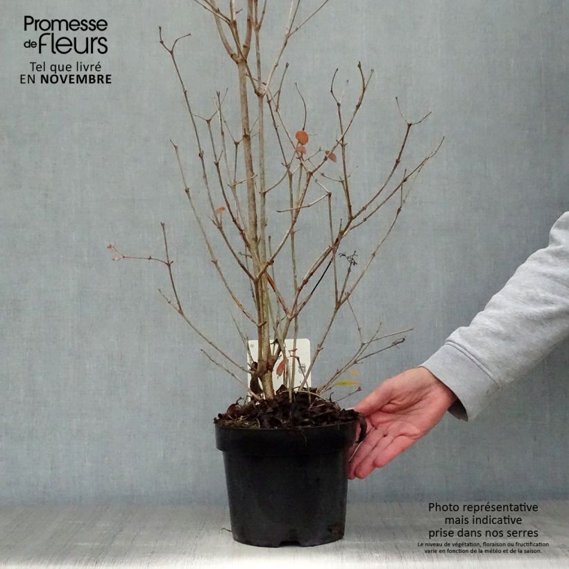 Example of Japanischer Schneeball Watanabe - Viburnum plicatum Topf mit 3L/4L as you get in automne