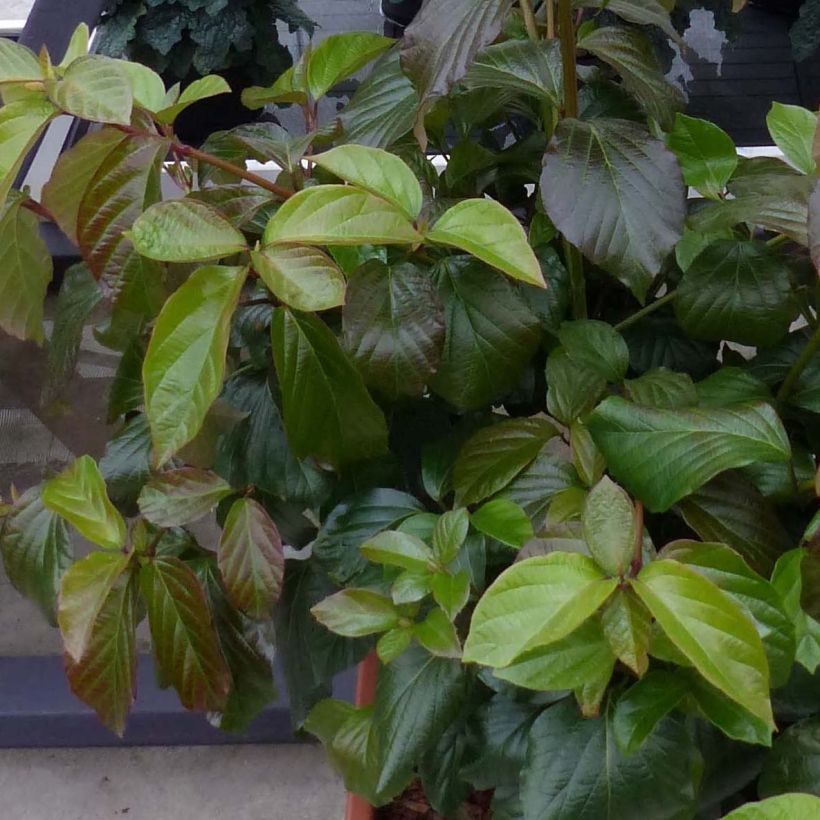 Schneeball Shiny Dancer - Viburnum (Foliage)