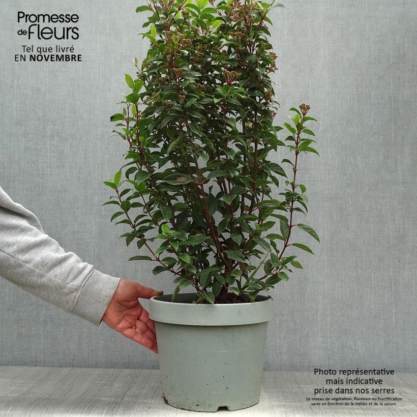 Example of Lorbeerblättriger Schneeball Eve Price - Viburnum tinus Topf mit 7,5L/10L as you get in automne