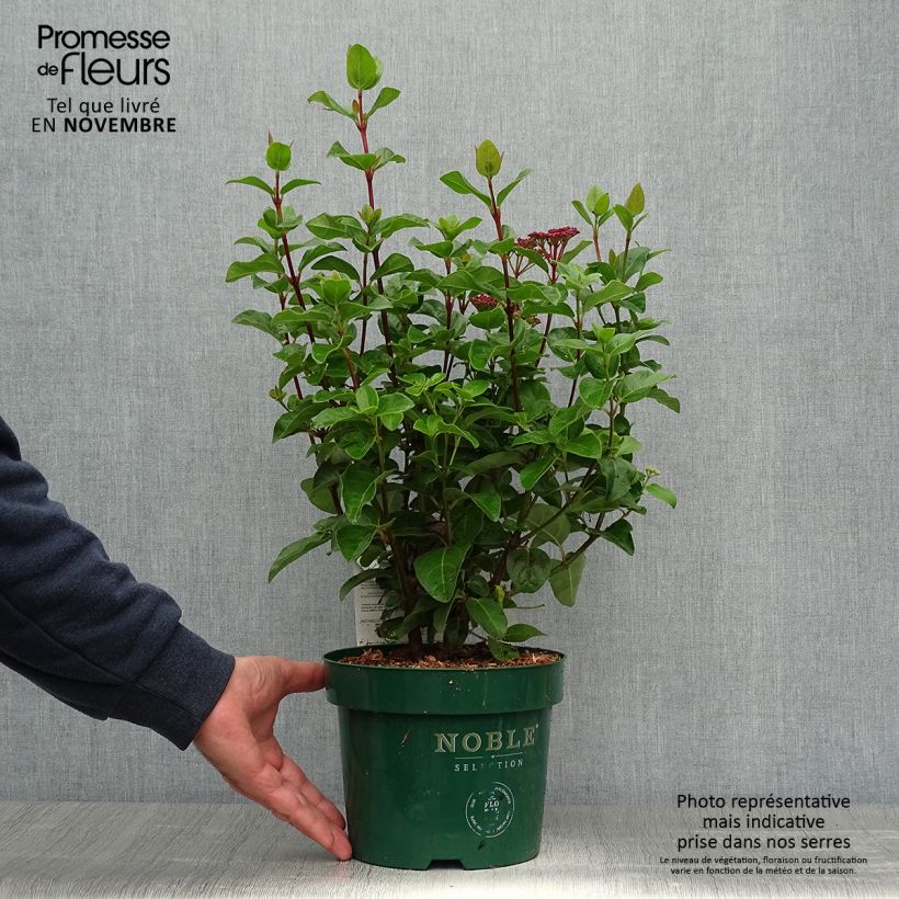 Example of Lorbeerblättriger Schneeball Lisarose - Viburnum tinus Topf mit 3L/4L as you get in automne