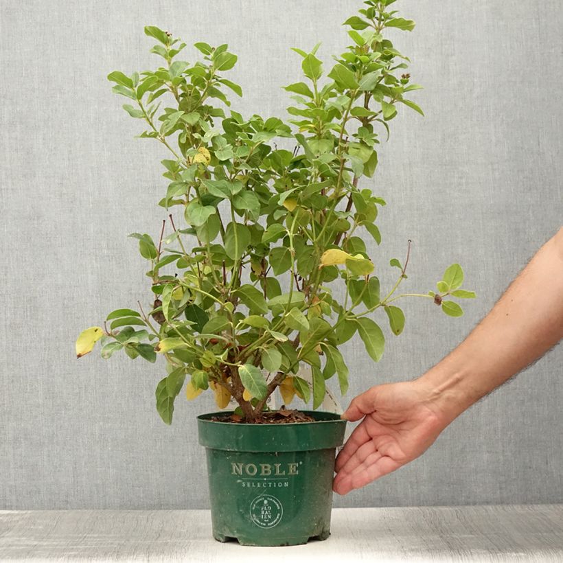 Exemplar von Lorbeerblättriger Schneeball Lisarose - Viburnum tinus Topf mit 3L/4L wie im Sommer geliefert