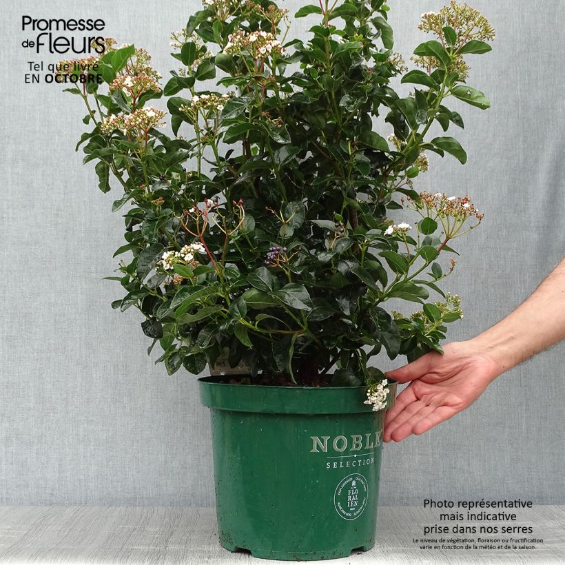 Example of Lorbeerblättriger Schneeball Lisarose - Viburnum tinus Topf mit 7,5L/10L as you get in automne
