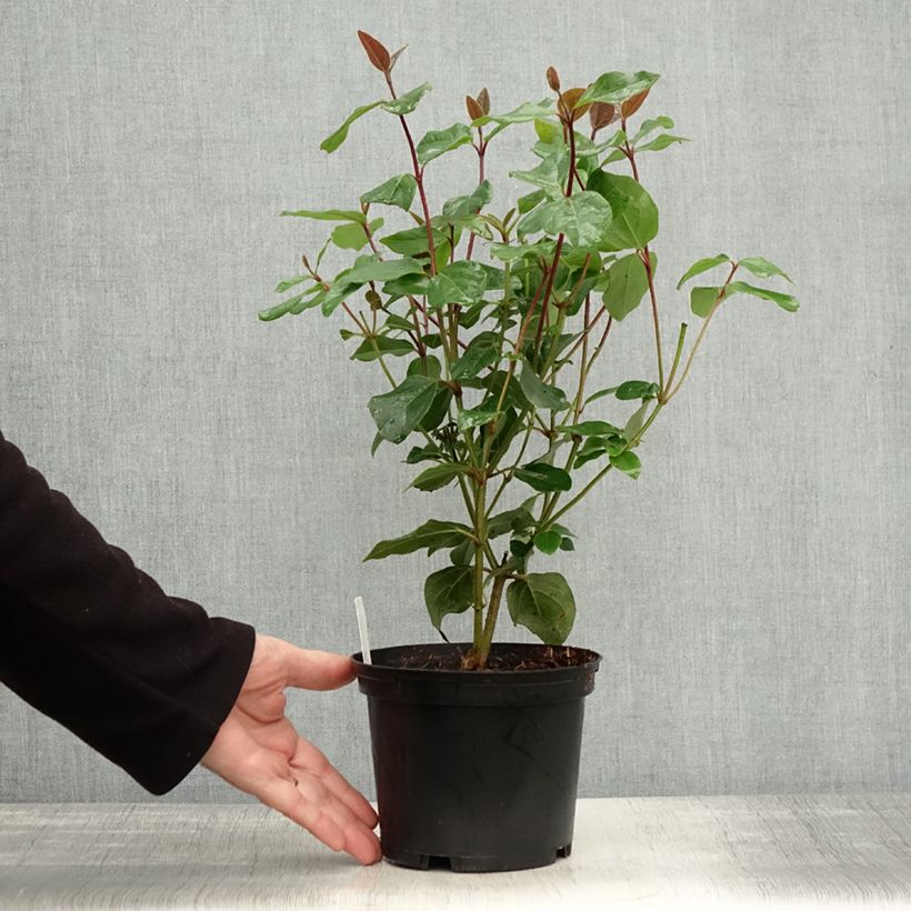 Example of Lorbeerblättriger Schneeball Purpureum - Viburnum tinus Topf mit 2L/3L as you get in automne
