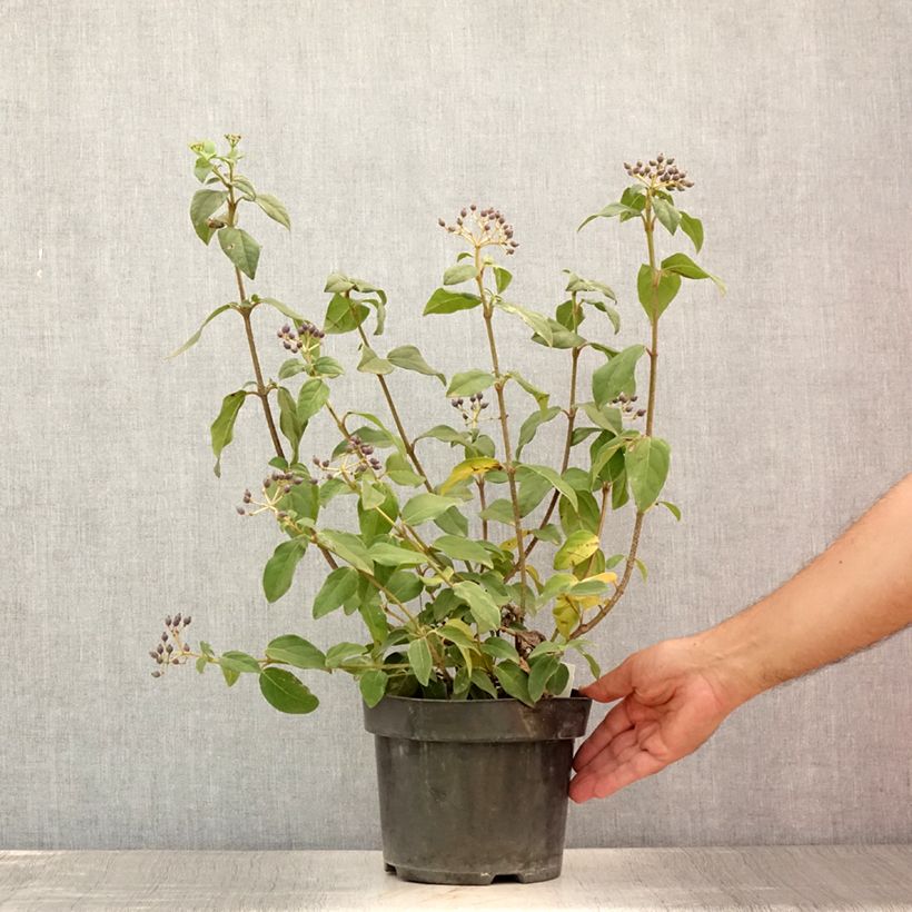 Exemplar von Lorbeerblättriger Schneeball Purpureum - Viburnum tinus Topf mit 2L/3L wie im Sommer geliefert