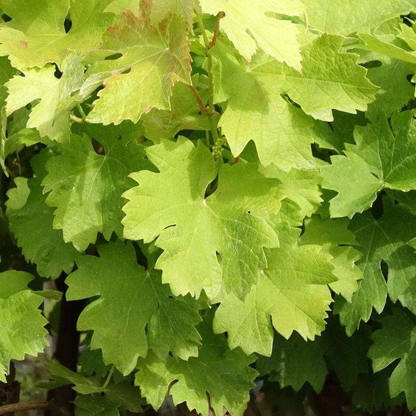 Weinrebe Albarossa (Foliage)
