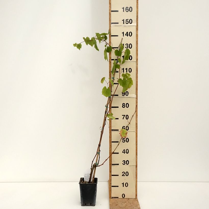 Example of Weinrebe Alphonse Lavallée ZPd4 Topf mit 3L/4L as you get in ete