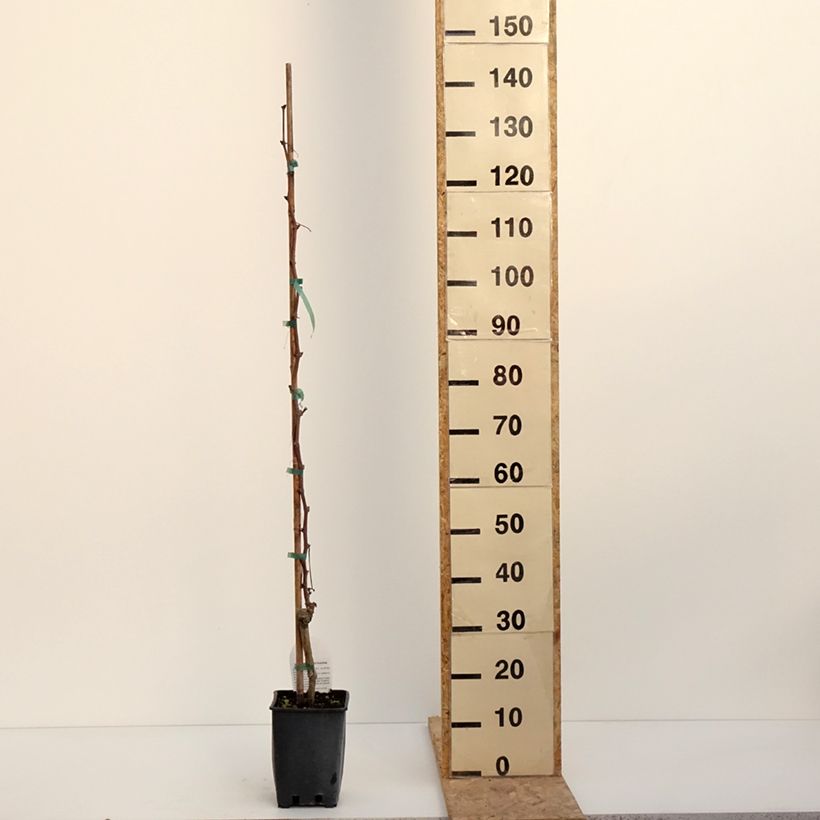 Exemplar von Weinrebe Alphonse Lavallée ZPd4 Topf mit 3L/4L wie im Winter geliefert