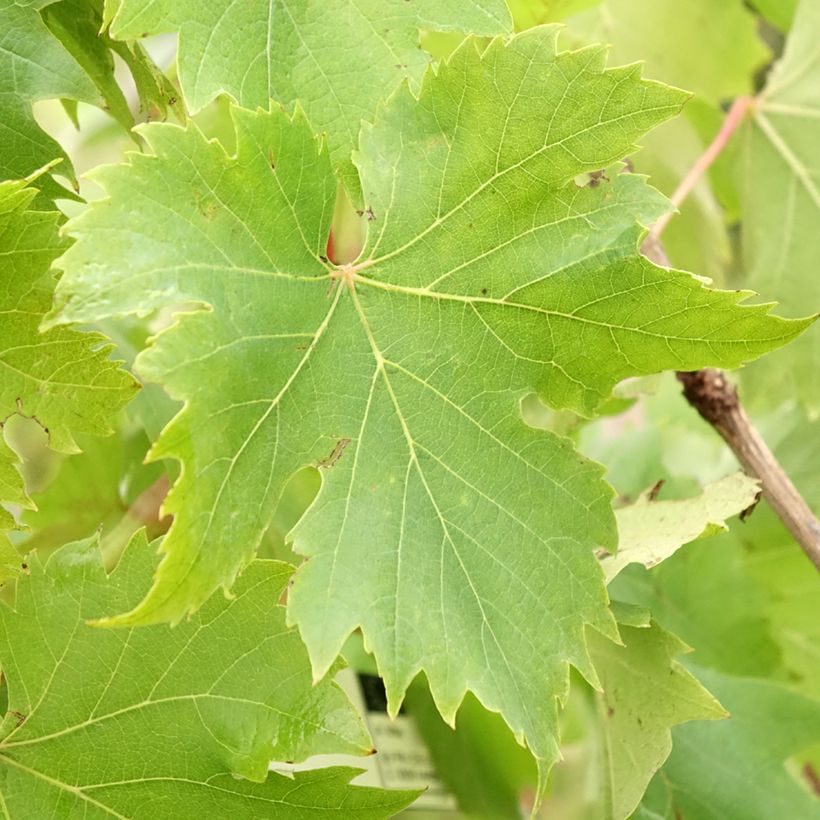 Weinrebe Ampelia Aladin (Foliage)