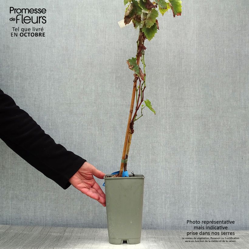 Example of Weinrebe Ampelia Amandin Topf mit 2L/3L as you get in automne