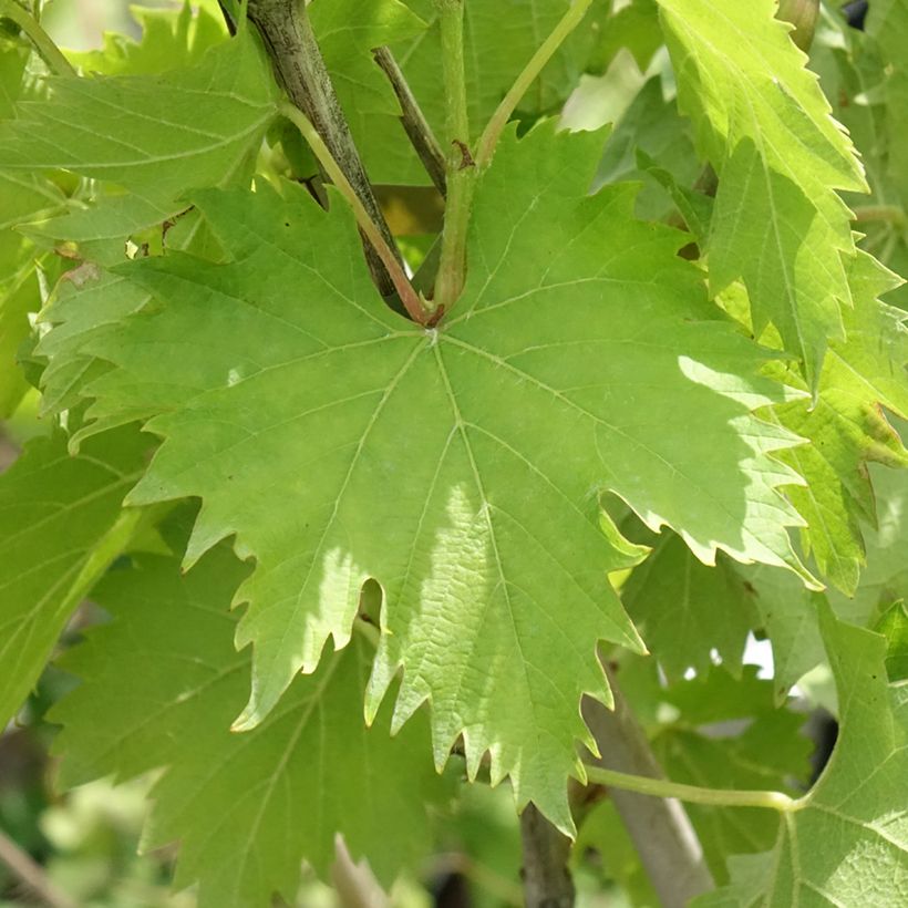 Weinrebe Ampelia Amandin (Foliage)