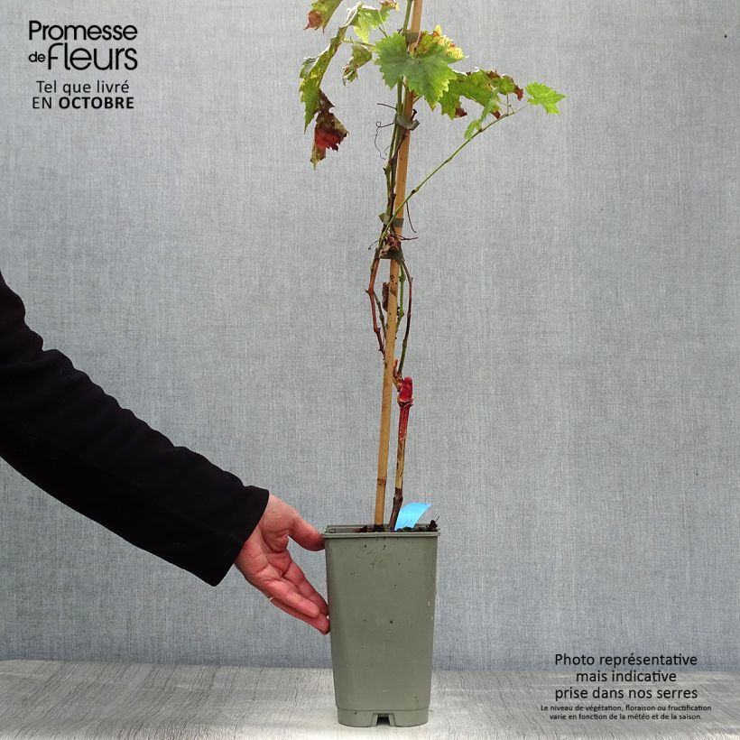 Example of Weinrebe Ampelia Candin Topf mit 1,5L/2L as you get in automne