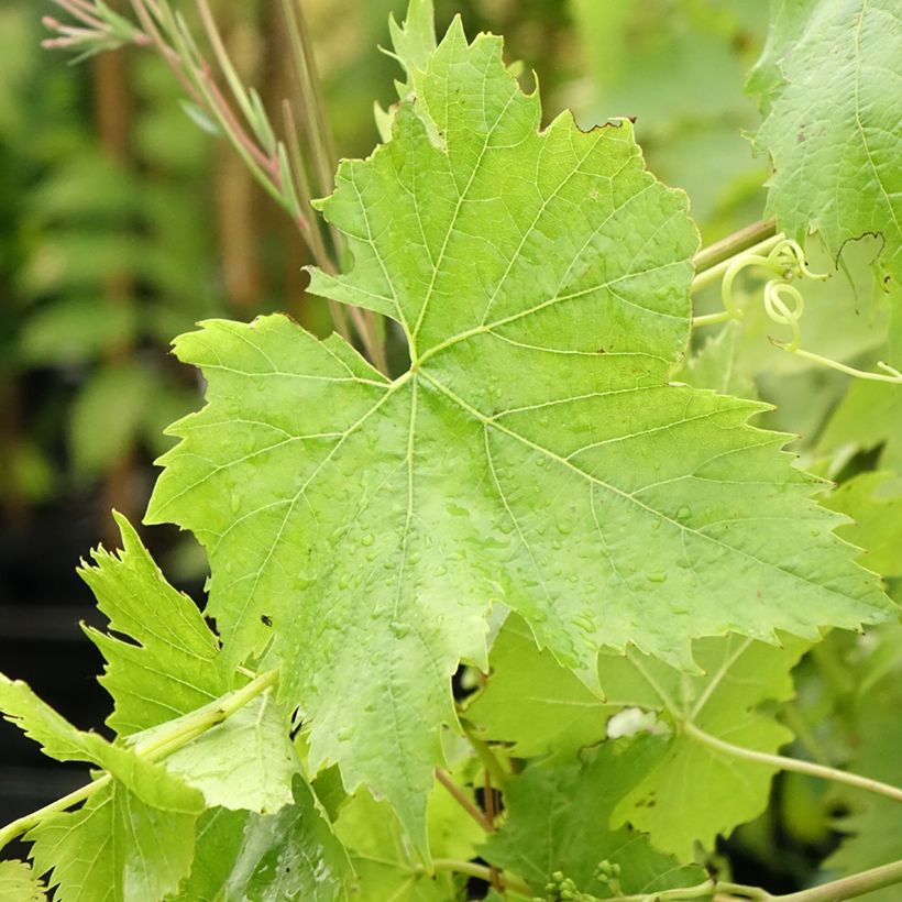 Weinrebe Ampelia Candin (Foliage)