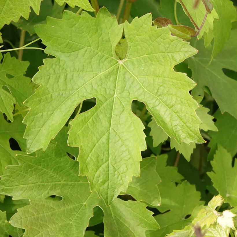 Weinrebe Barbera (Foliage)