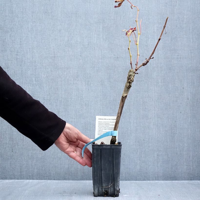 Exemplar von Weinrebe Barbera Topf mit 1,5L/2L wie im Herbst geliefert