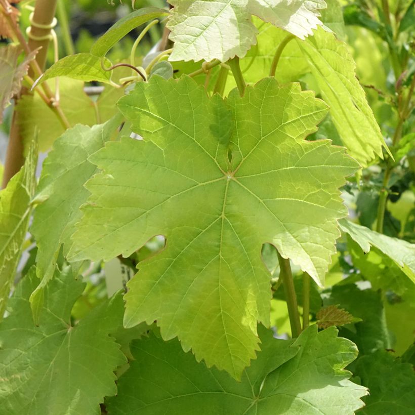 Weinrebe Bianca (Foliage)