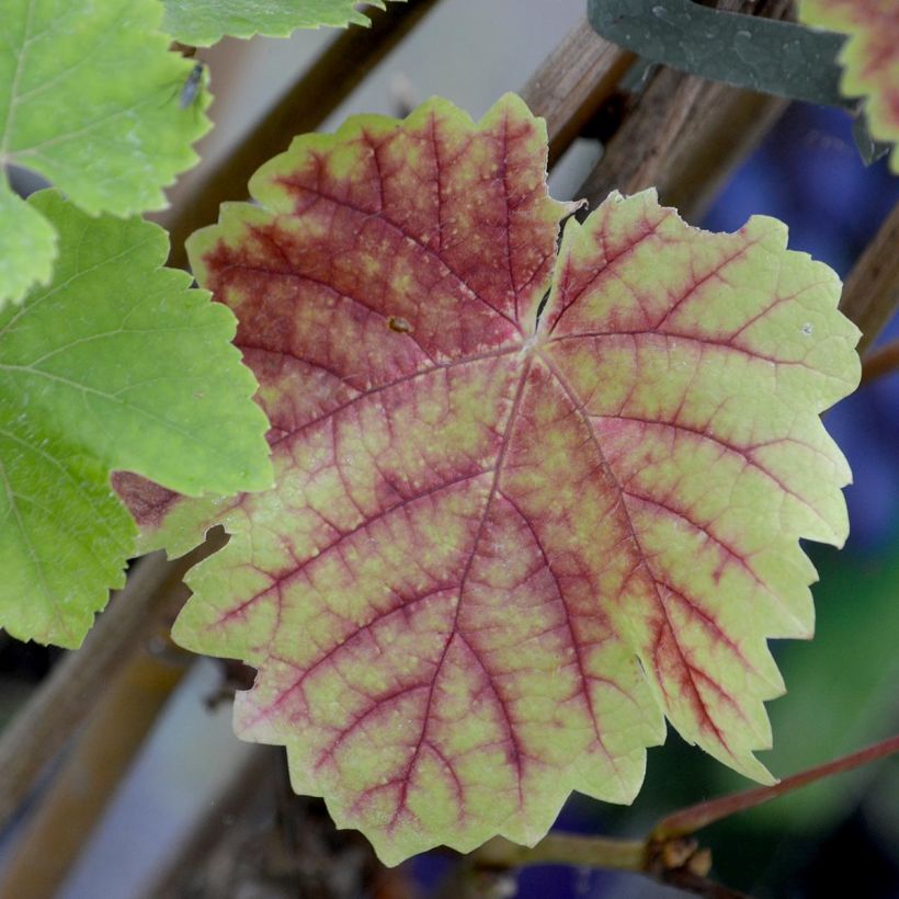 Weinrebe Boskoop Glory (Foliage)