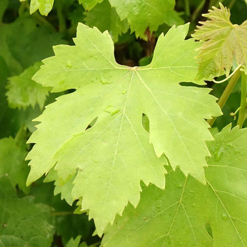 Weinrebe Cardinal (Foliage)