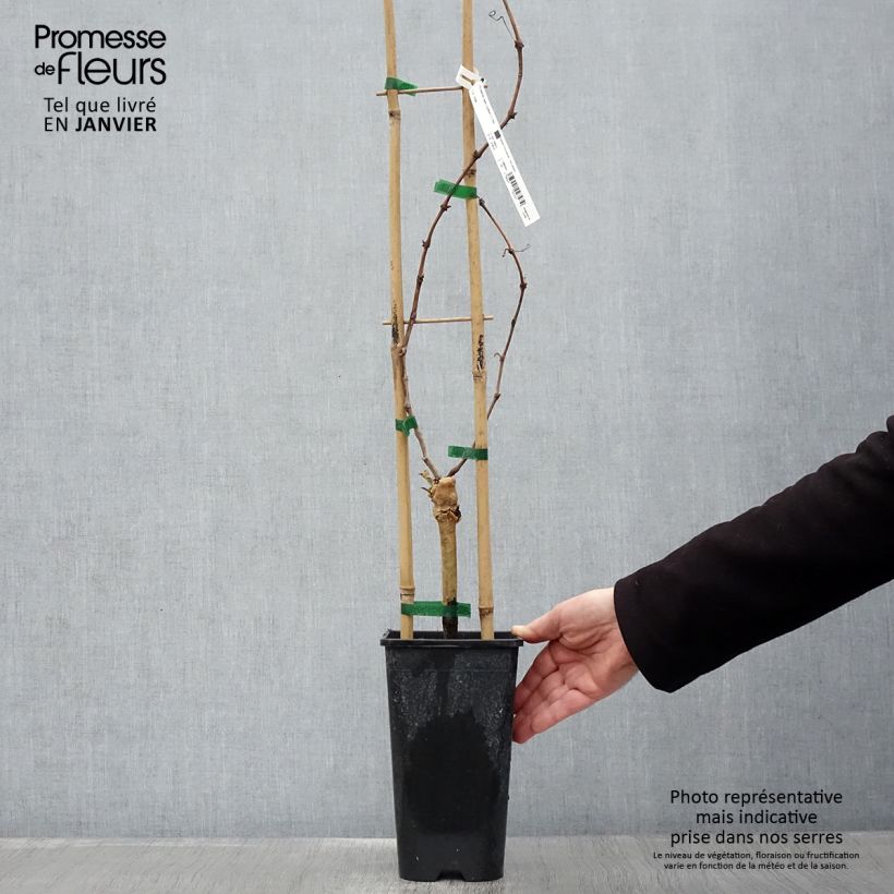 Exemplar von Weinrebe Cardinal Topf mit 1,5L/2L wie im Winter geliefert