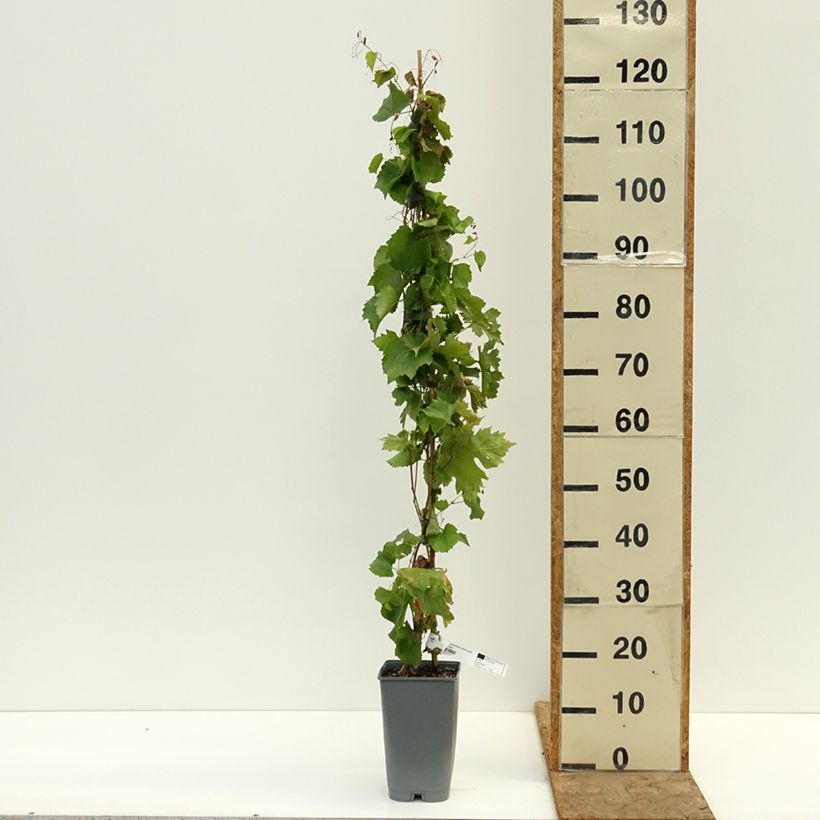 Exemplar von Weinrebe Centennial seedless Topf mit 2L/3L wie im Herbst geliefert