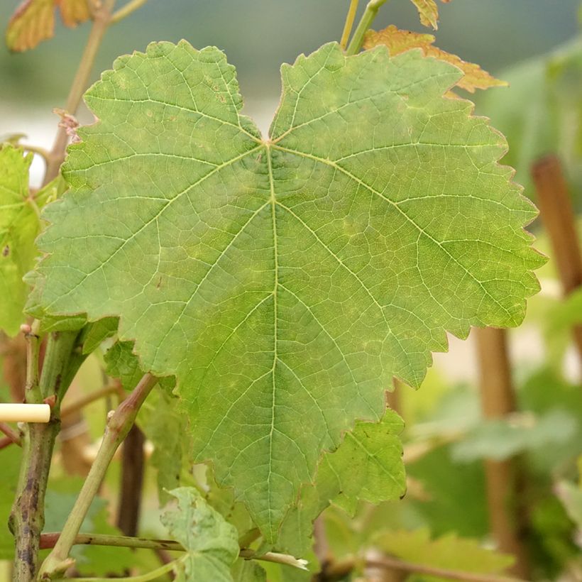 Weinrebe Chasselas doré (Foliage)