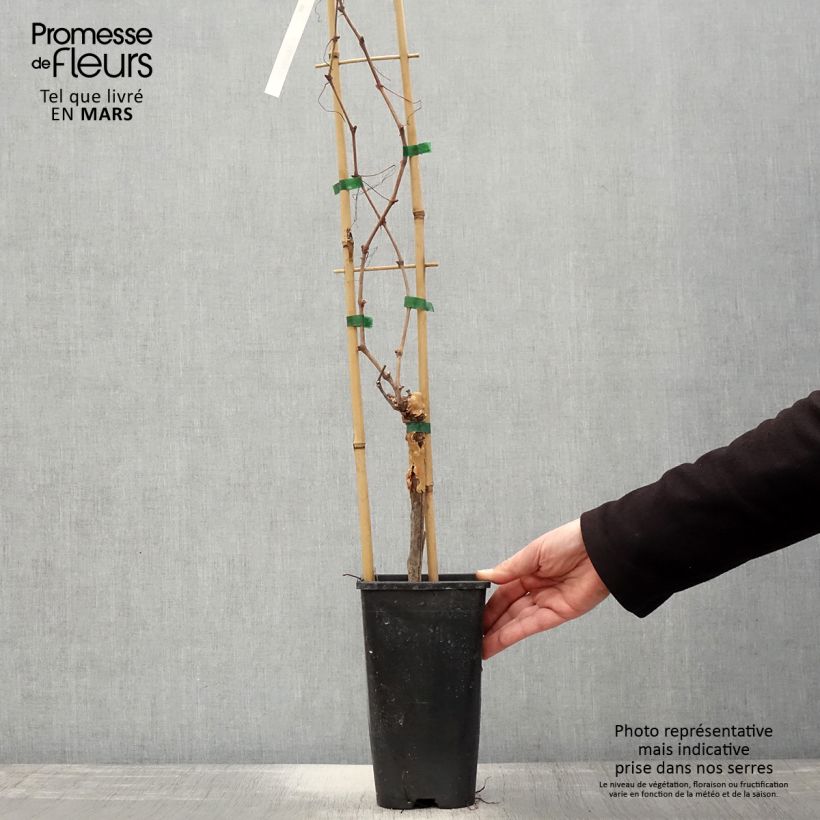 Exemplar von Weinrebe Chasselas doré Topf mit 2L/3L wie im Frühjahr geliefert