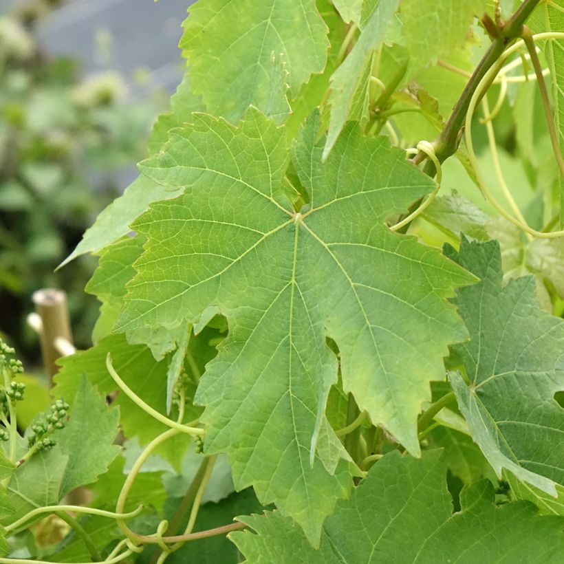 Weinrebe Chasselas rose (Foliage)